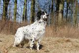 SETTER ANGLAIS 095